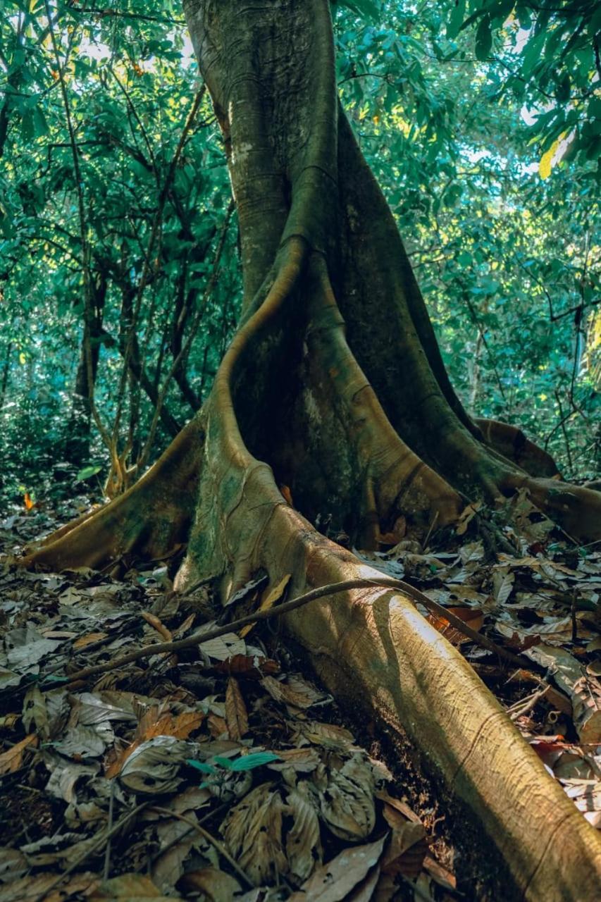 Gaia Amazon Eco Lodge Ahuano Exterior photo