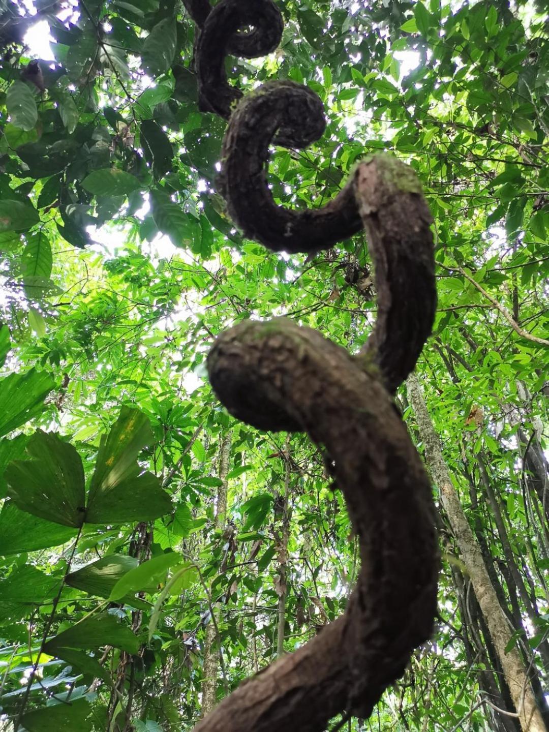 Gaia Amazon Eco Lodge Ahuano Exterior photo